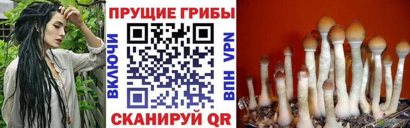 кракен ССЫЛКА  Саров  Галлюциногенные грибы прущие грибы  где можно купить наркотик 